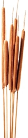 176433